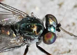 PWC_5972h.jpg (94106 bytes)