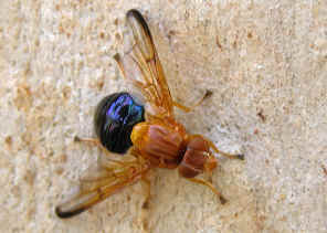 DSCN6403.jpg (597139 bytes)