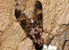 DSC_8387.jpg (120128 bytes)