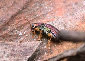 wpe10.jpg (36556 bytes)