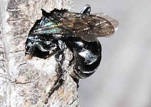 PWC_6811.jpg (124826 bytes)