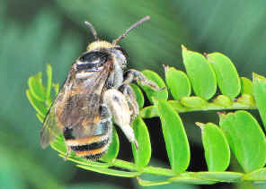 DSC_1328.jpg (359948 bytes)