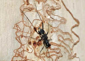 DSC_2143.jpg (177621 bytes)