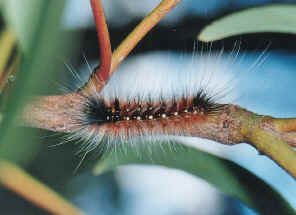 HairyCatLarge1.jpg (209670 bytes)