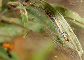 DSC_8990.jpg (307396 bytes)