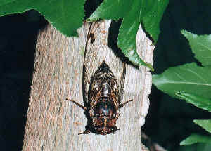 Cicada2.jpg (39814 bytes)