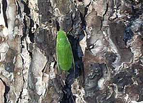 wpe27.jpg (62473 bytes)