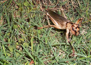 Cricket1.jpg (411590 bytes)