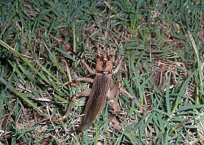 Cricket back.jpg (336956 bytes)