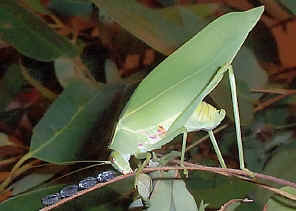 KatydidLayingEggs1.jpg (124290 bytes)