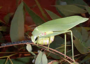 KatydidLayingEggs3.jpg (148494 bytes)