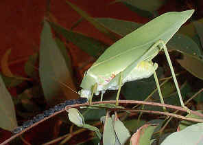 KatydidLayingEggs5.jpg (247140 bytes)