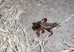 MoleCricket1.jpg (389851 bytes)
