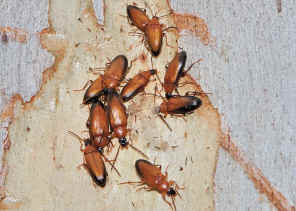 DSC_2783_karawatha under bark.jpg (322055 bytes)