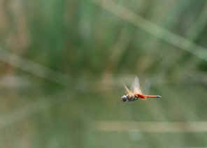 DSC_3097a.jpg (45867 bytes)