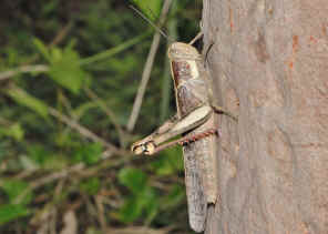 PC9_0312.jpg (255402 bytes)