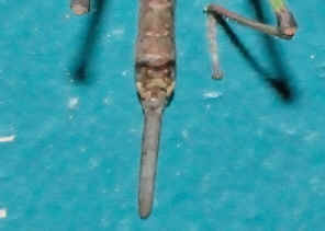 PC9_1298.jpg (173651 bytes)