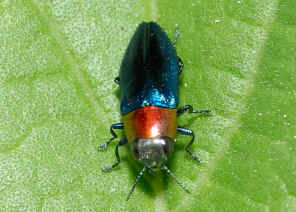 PWC_8053.jpg (221420 bytes)