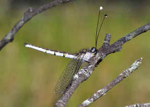 DSC_1665.jpg (118157 bytes)