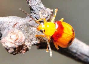 DSC_4412.jpg (208319 bytes)