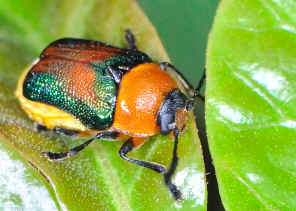 DSC_6986.jpg (312867 bytes)
