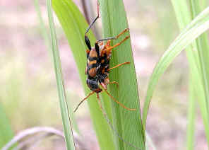 wpe11.jpg (24046 bytes)