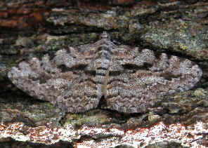 DSCN3882.jpg (358395 bytes)
