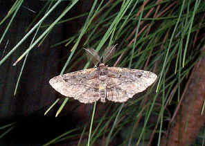 Moth2.jpg (258209 bytes)