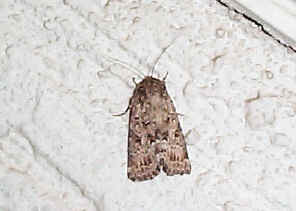 Moth51.jpg (59450 bytes)