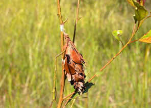 wpe17.jpg (28426 bytes)