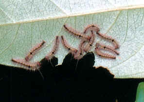 11CatOnleaf1.jpg (77541 bytes)