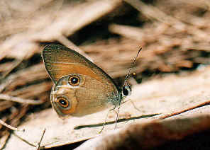 wpeE.jpg (36975 bytes)