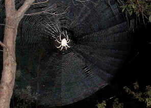 RoughGardenSp3.jpg (187349 bytes)