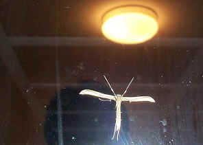 SocrpionFly1.jpg (207253 bytes)