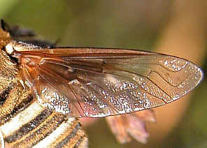 DSCN3800.jpg (233498 bytes)