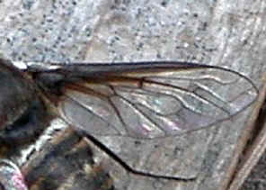 DSCN5637w.jpg (122801 bytes)