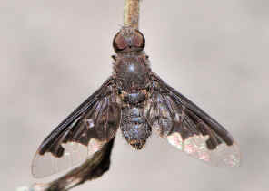 DSC_8740.jpg (191529 bytes)