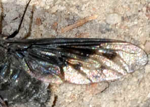 PWC_8136w.jpg (143631 bytes)