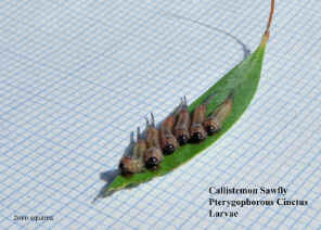 Pterygophorous Cinctus Call sawfly larvae8 copy.jpg (149809 bytes)