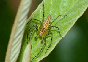 DSC_9519.jpg (82822 bytes)
