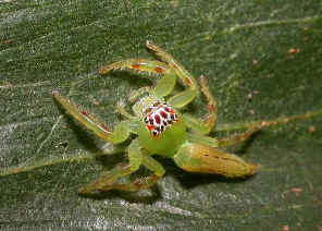 wpe1.jpg (45548 bytes)