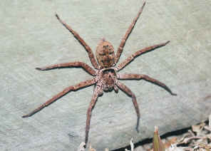 Huntsman33.jpg (141166 bytes)