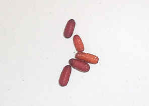 5FlyPupa.jpg (134395 bytes)