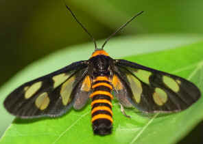 DSC_8034.jpg (68831 bytes)