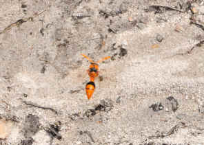 DSC_4514.jpg (307301 bytes)