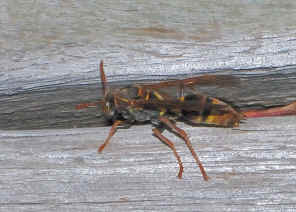PC9_2012.jpg (208898 bytes)