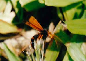 SCN_0051.jpg (250117 bytes)
