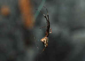 DSC_6535.jpg (36673 bytes)